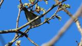 Singing Eastern Crowned Warbler