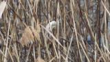 Foraging Chinese Penduline Tit