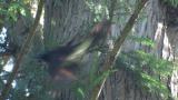 Japanese Paradise Flycatcher, foraging