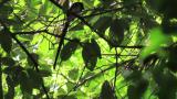 Perched Male Japanese Paradise Flycatcher