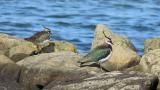Northern Lapwings on the shore
