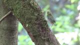 Very young fledgling of Warbling White-eye climbing a tree