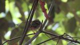 Very young fledgling of Warbling White-eye fed by parent