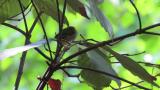 Very young fledgling of Warbling White-eye, flight
