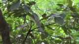 Very young fledgling of Warbling White-eye perched higher