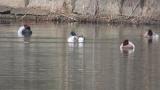 Baer's Pochard, preening