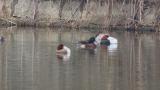 Baer's Pochard, scratching and moving on the water