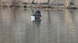 Baer's Pochard