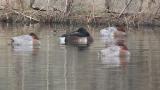 Resting Baer's Pochard