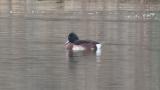 Baer's Pochard, preening