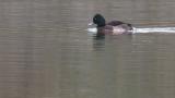 Baer's Pochard, moving on the water and flapping