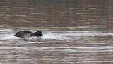 Baer's Pochard, foraging and diving