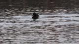 Baer's Pochard, diving