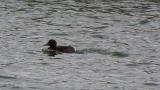Ferruginous Duck