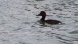Ferruginous Duck took flight