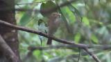 Female Blue-and-white Flycatcher, atypical alarm call when bringing food