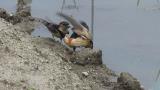 Red-rumped Swallows collecting mud