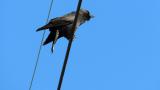 Calling Daurian Jackdaw