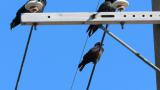 Calling Daurian Jackdaw
