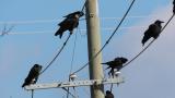 Rooks and Daurian Jackdaw