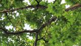 Eurasian Treecreeper moving on the tree