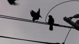 Rooks, gathering before roosting