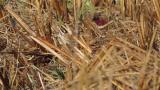 Foraging and preening Yellow-browed Bunting