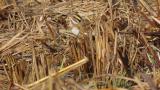 Foraging Yellow-browed Bunting