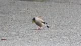 Japanese Grosbeak foraging on the ground