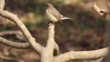 Perched Taiga Flycatcher. Tail movement.