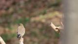 Perched Taiga Flycatcher.  Flight at the end