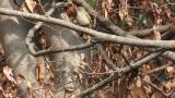 Perched Taiga Flycatcher.  Flight at the end