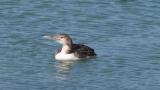 Yellow-billed Loon, leg flapping