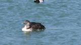Yellow-billed Loon, leg flapping