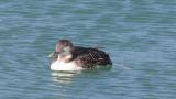 Yellow-billed Loon