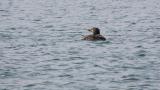 Yellow-billed Loon, moving away from the port