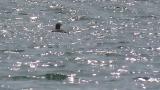 Yellow-billed Loon, moving away from the port to the outer sea