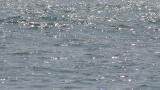 Yellow-billed Loon, diving and foraging