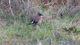 Eurasian Jay on the ground and bush