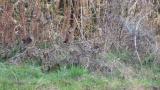 Eurasian Jays on the ground and bush