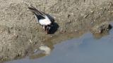 Barn Swallow collecting mud