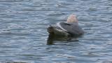 Bathing Glaucous-winged Gull