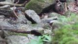 Grey Wagtail, feeding fledgling