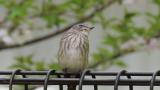 Grey-streaked Flycatcher failed to catch a flying insect
