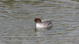 Common Merganser, preening