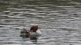 Common Merganser, preening and bathing