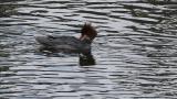 Common Merganser, preening