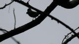 Ashy Minivet bringing food
