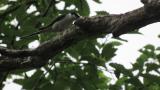 Ashy Minivet killing a worm