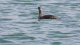 Red-necked Grebe, some preening